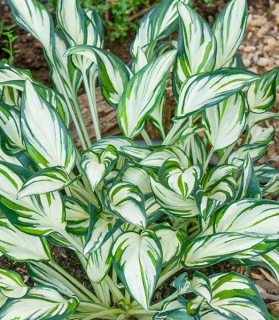 Hosta 'Fireworks' 